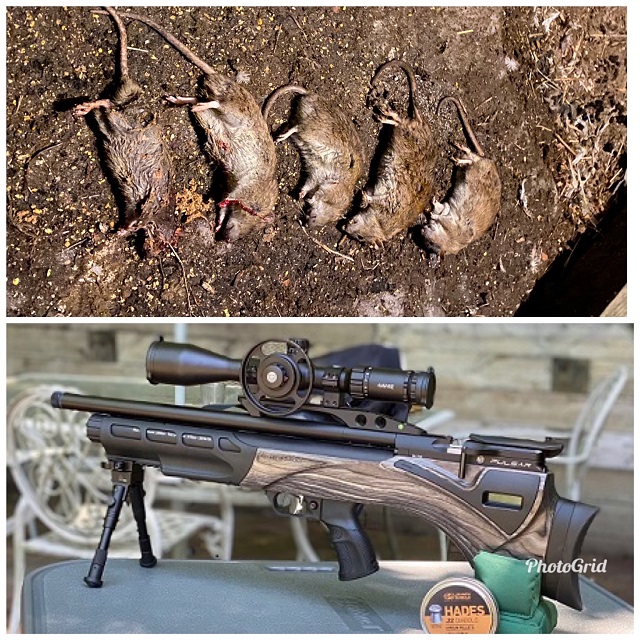 Pulsar rats.1614824561.JPG