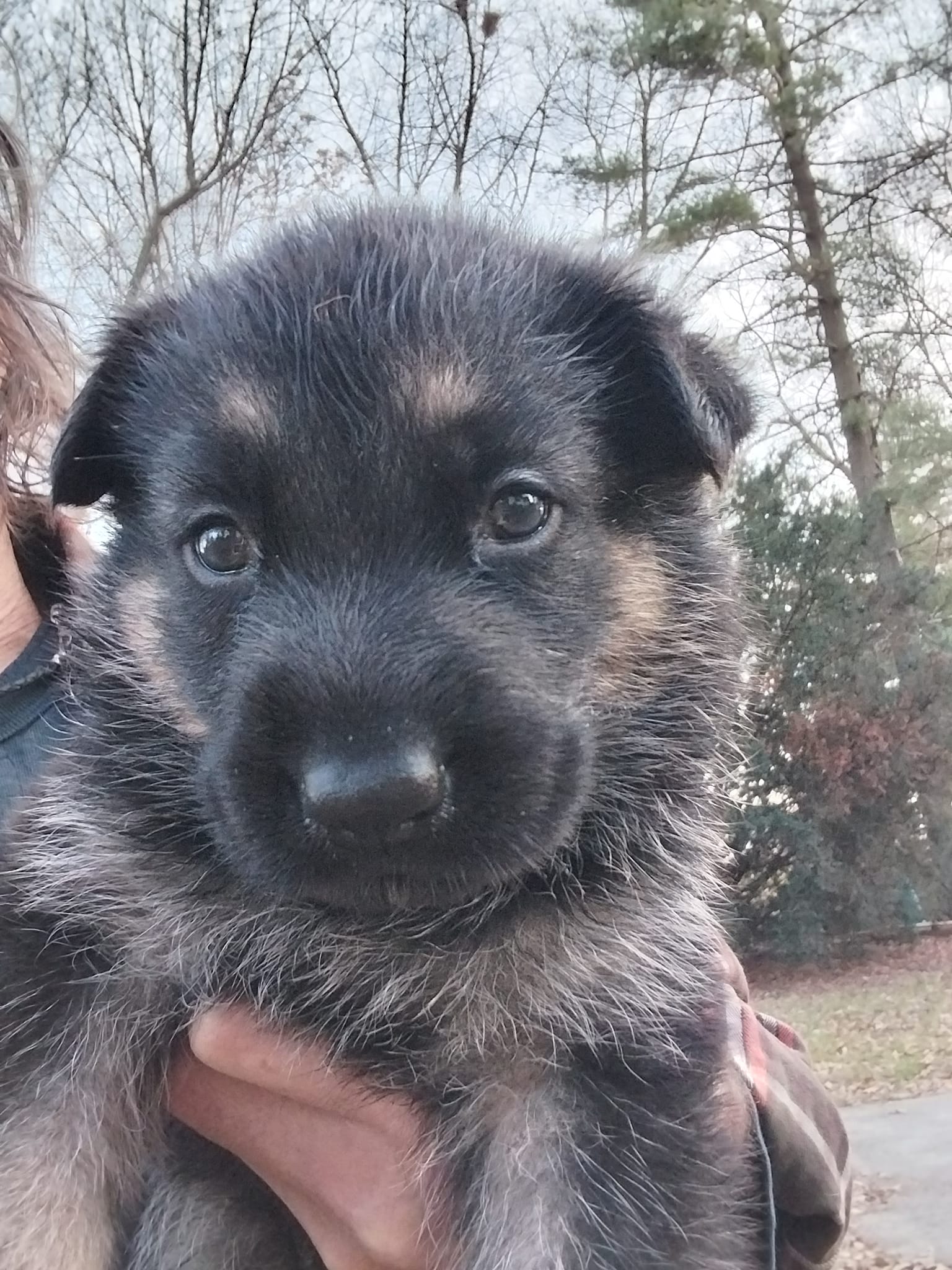 pup3.jpg