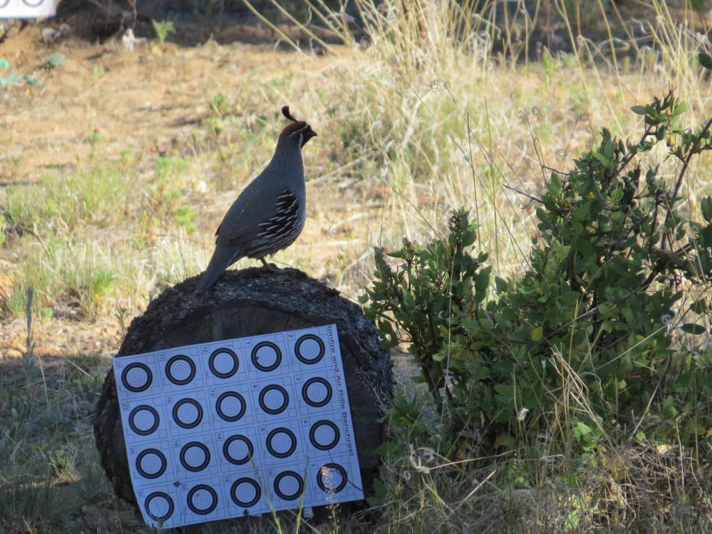 Quail 06 20 15 7.1613697463.JPG