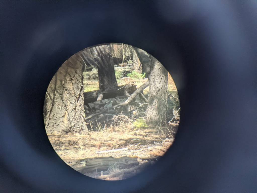 quail.1626336240.jpg