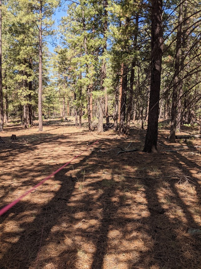 quail down reset string.1626336240.jpg
