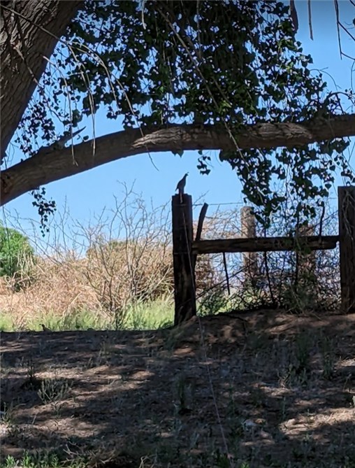 quail.jpg