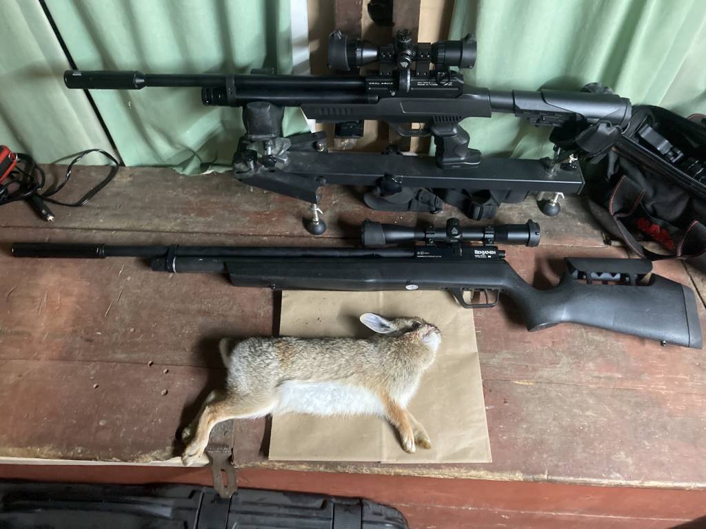 rabbit 2.1606887213.jpg