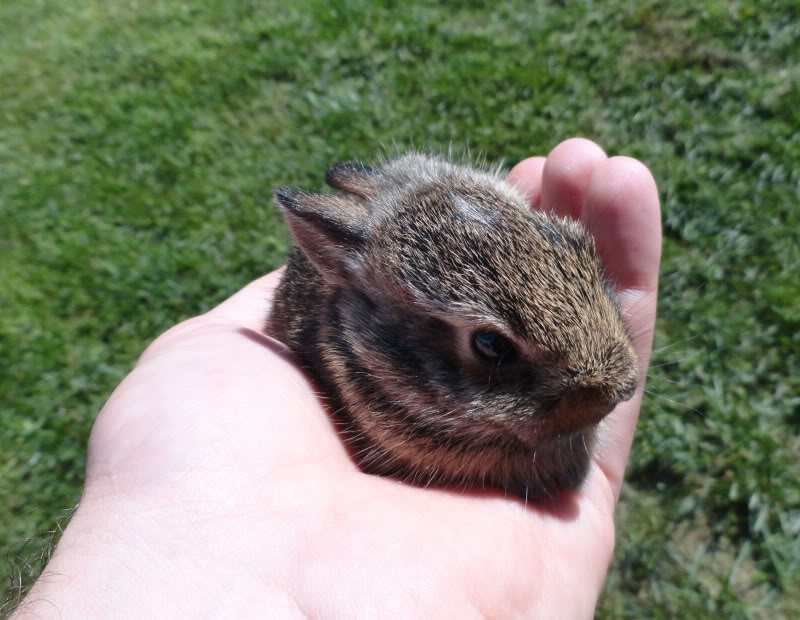 rabbit.jpg
