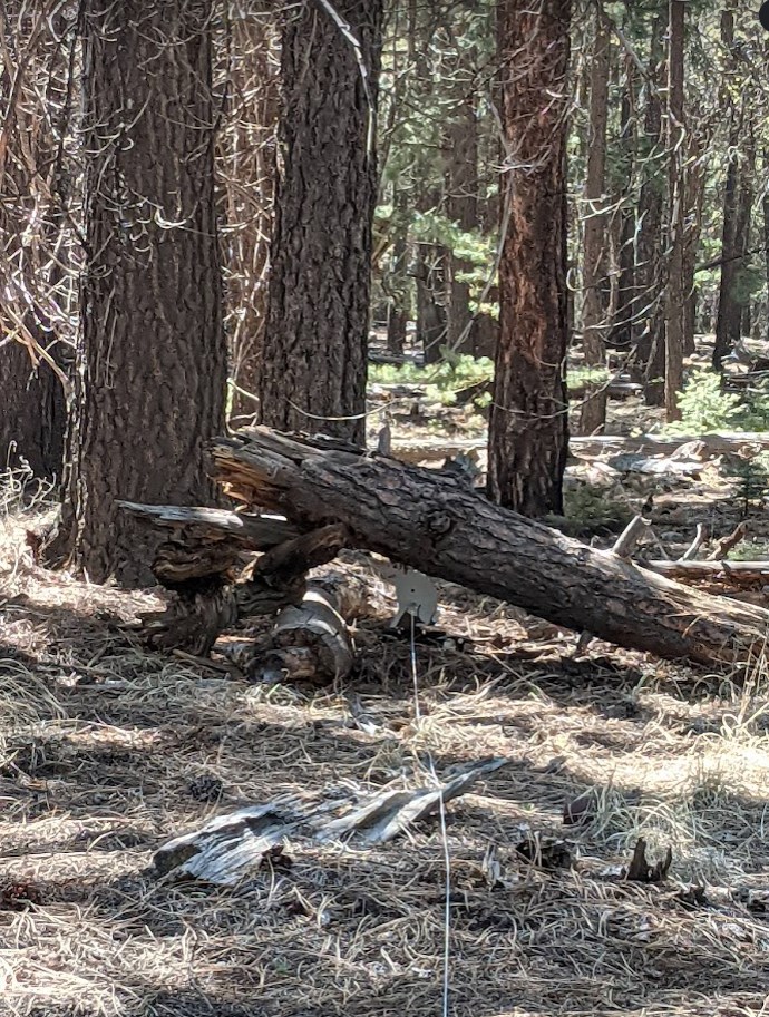 rabbit under log.1652683015.jpg