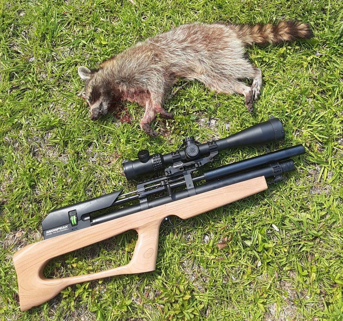 raccoon 1.jpg