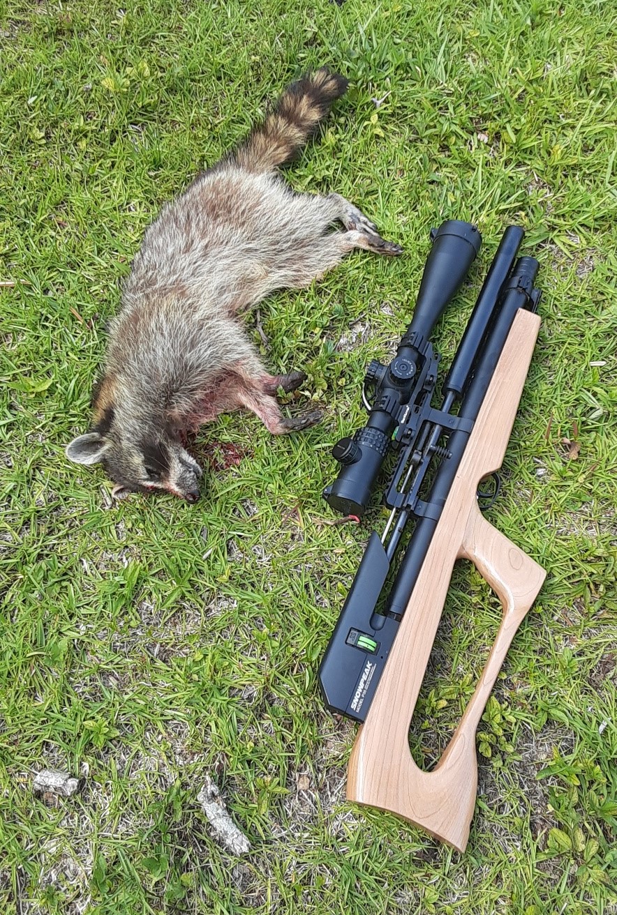 raccoon 2.jpg