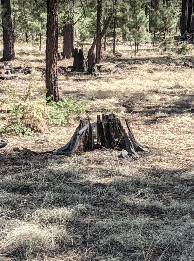 raccoon in the gap.1652682384.jpg