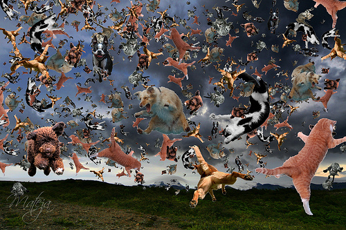 raining-cats-dogs-1.1618940726.jpg