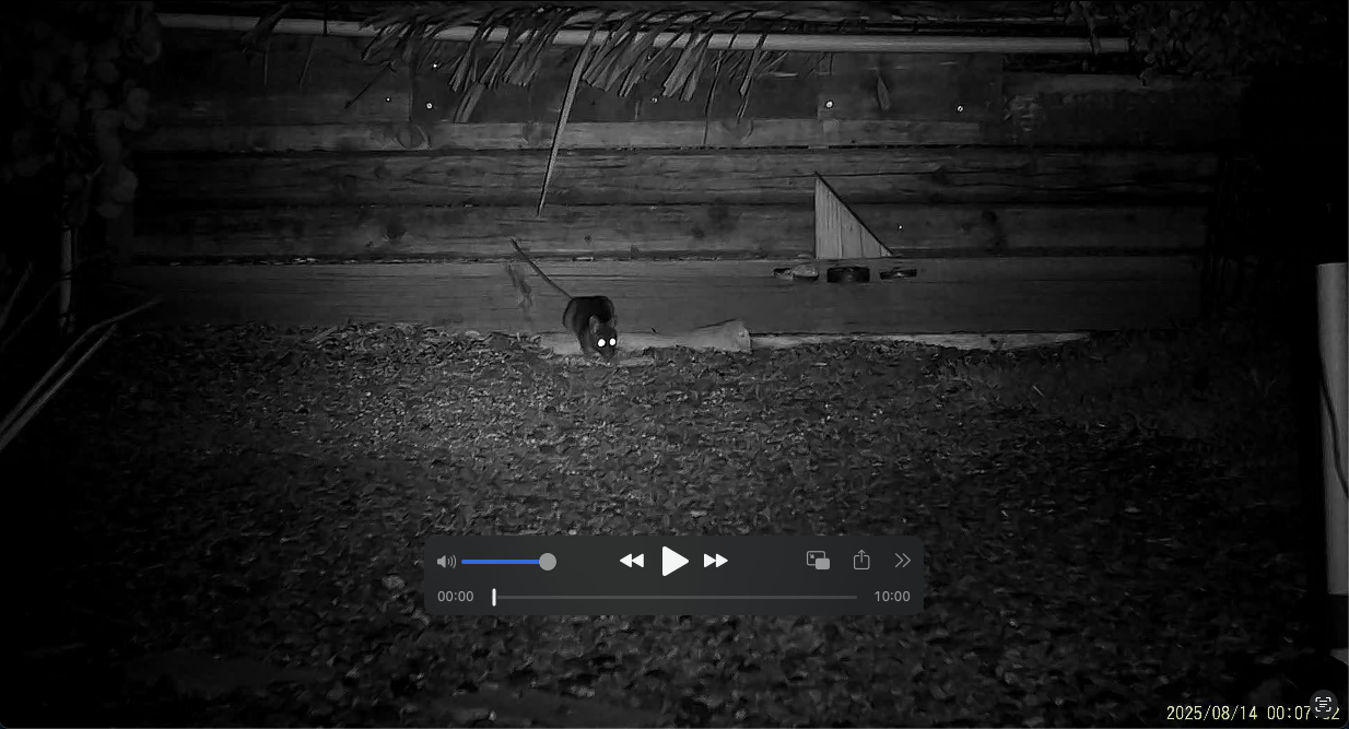 rat 2025-08-13 still.png