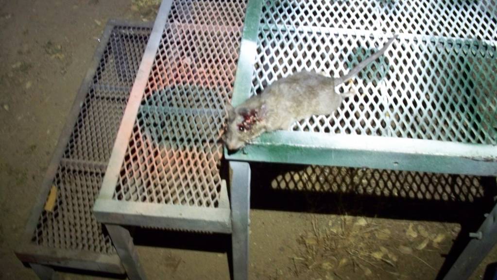 rat from the firewood stack.1621951204.JPG