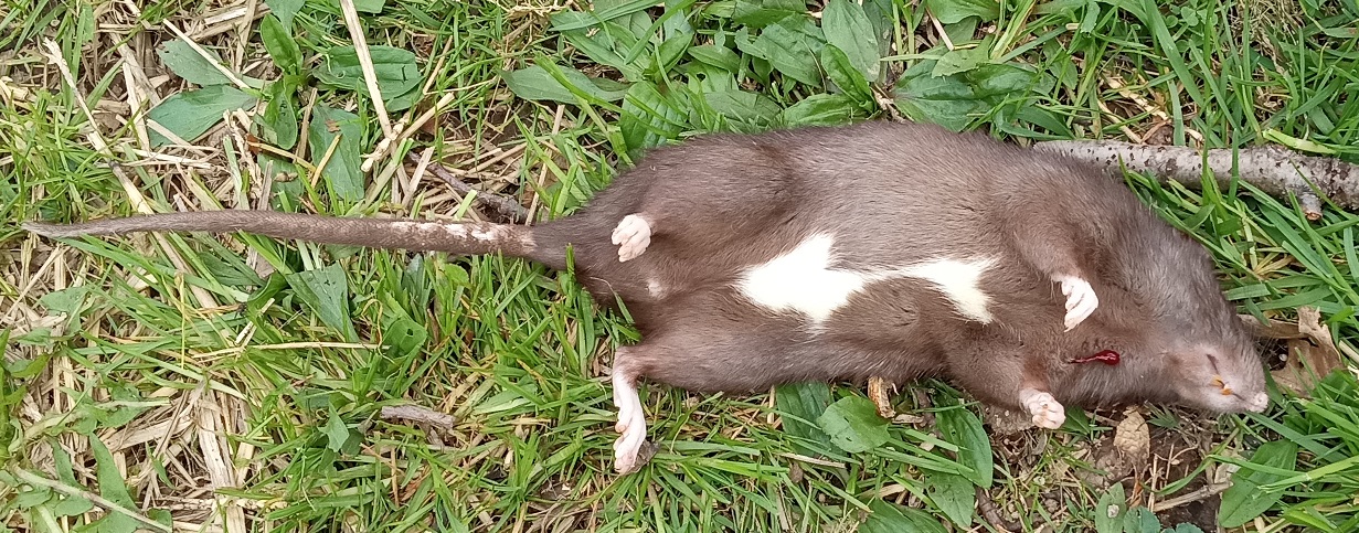 rat.jpg