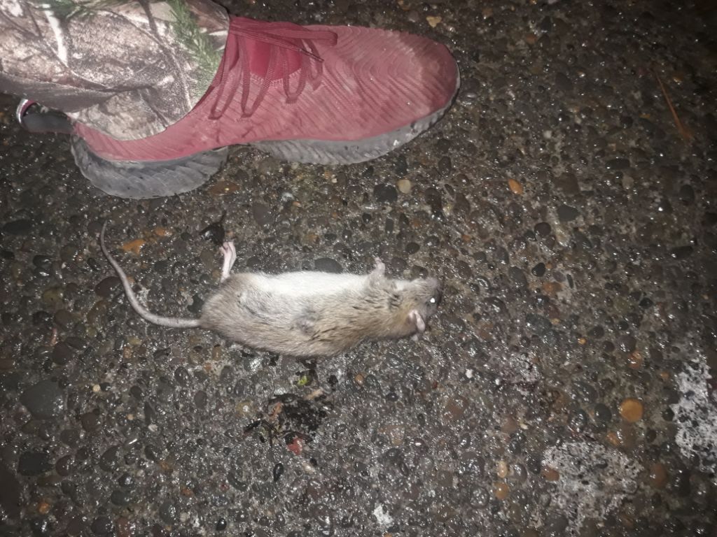 rat.nov.30.2020.1606743626.jpg
