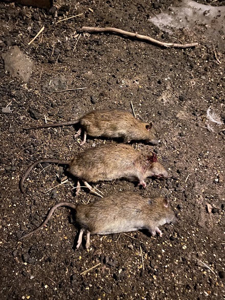 rats 2.1615256844.jpg