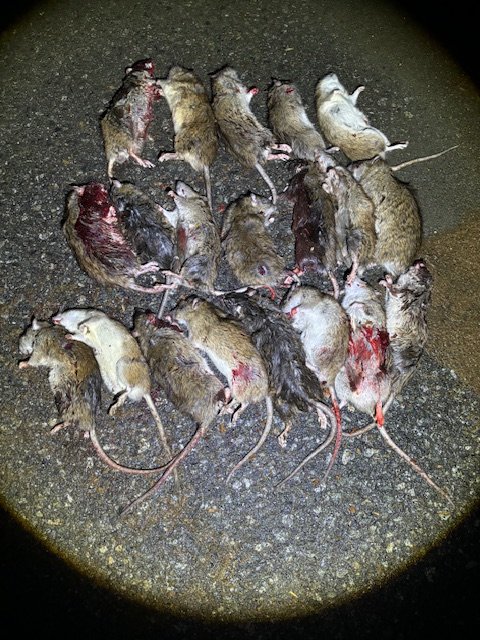 rats killed with M60B.jpg