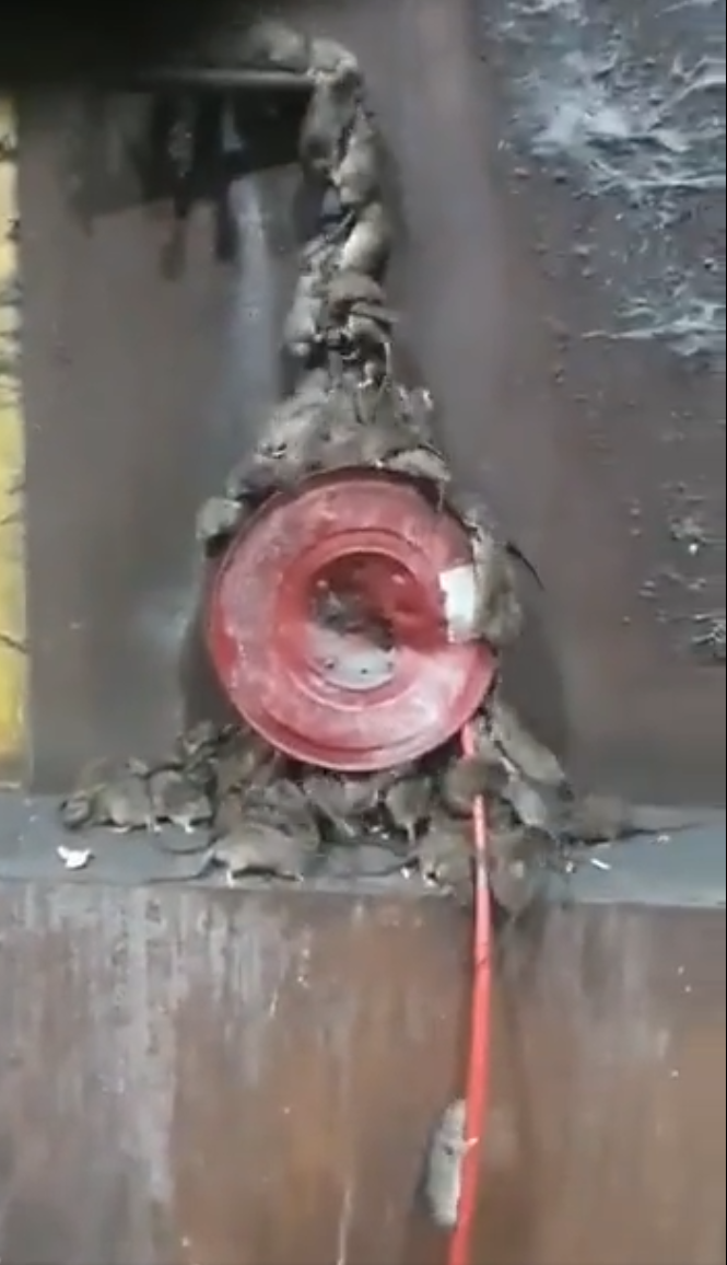 rats0.1651237882.png