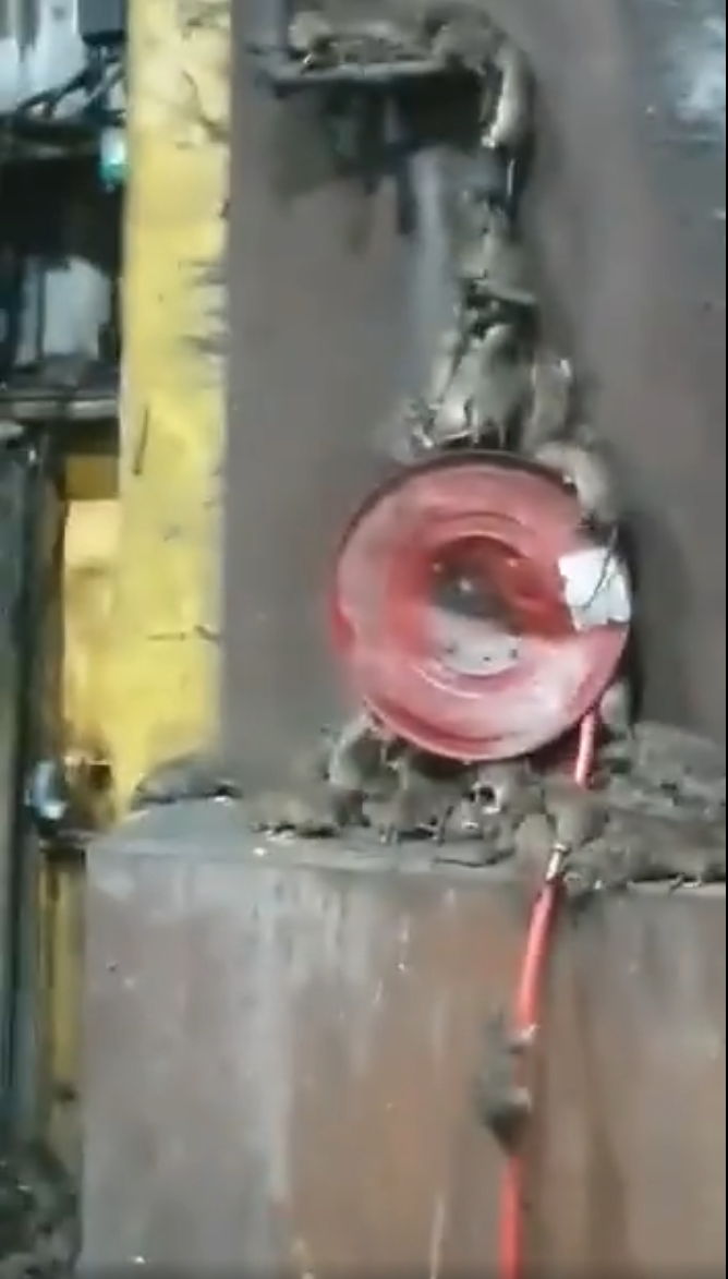 rats1.1651237882.png