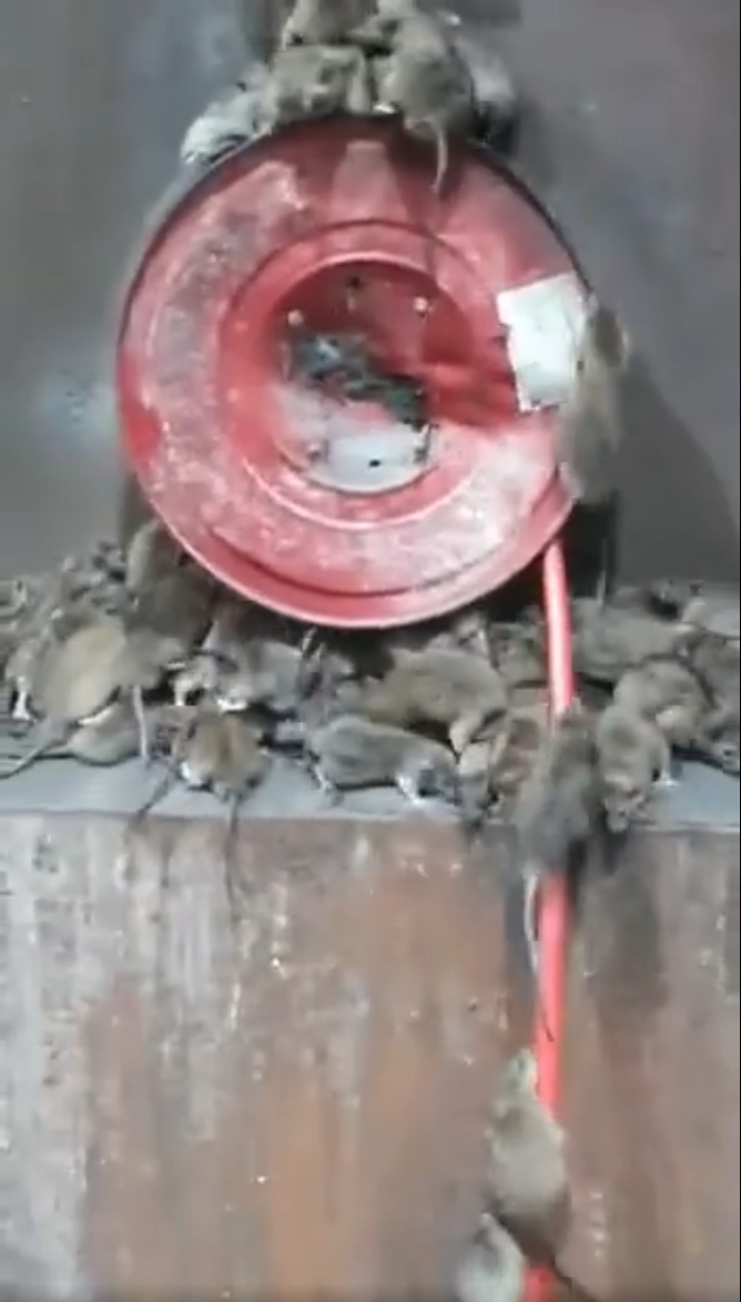 rats2.1651237882.png