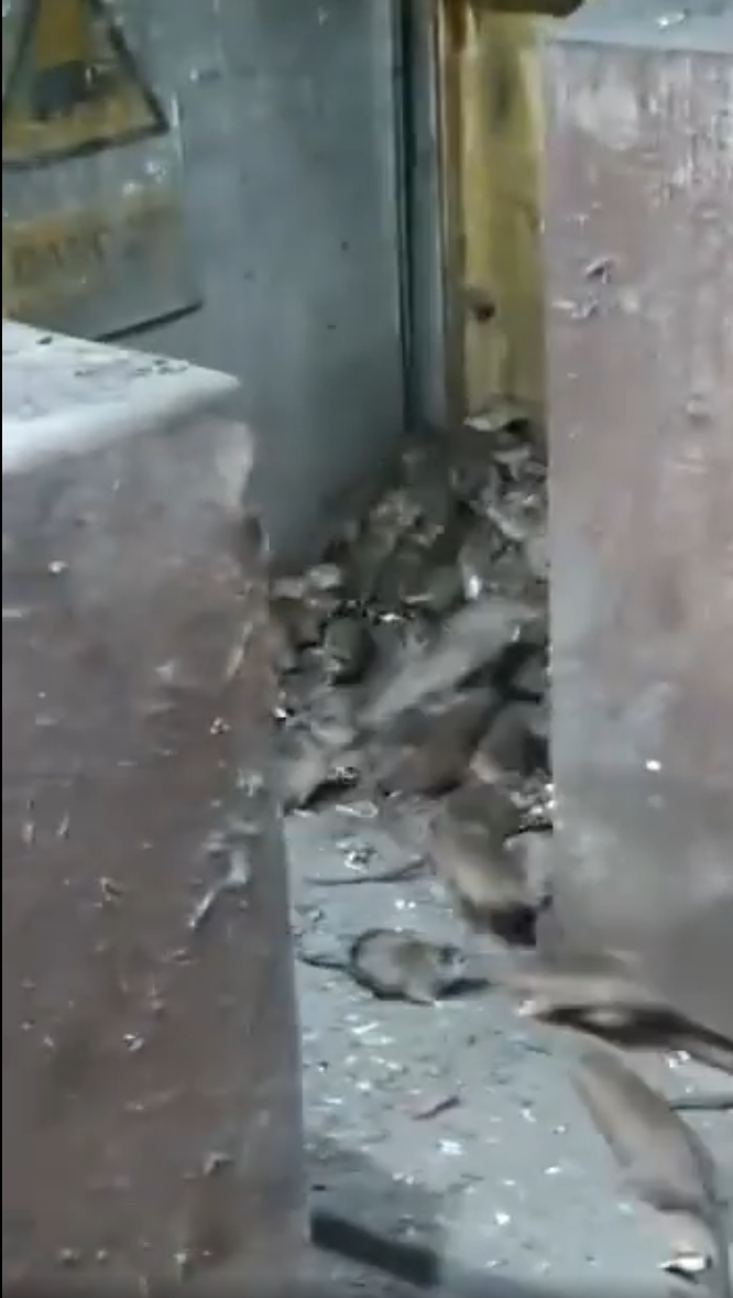 rats3.1651237882.png