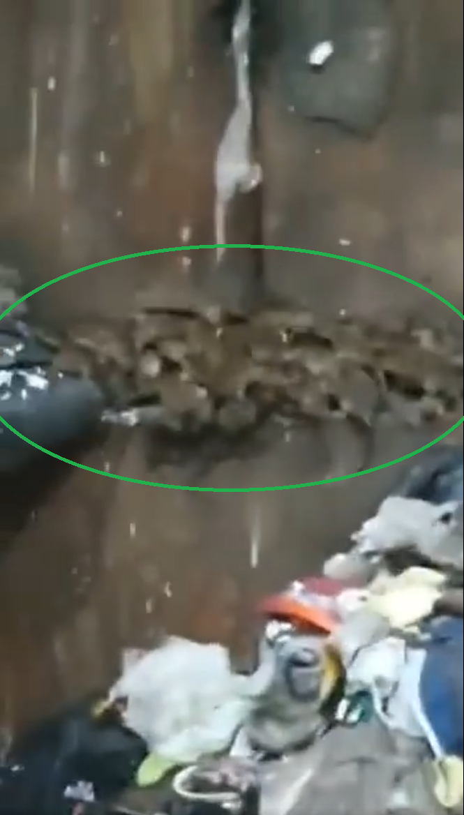 rats4.1651237881.png