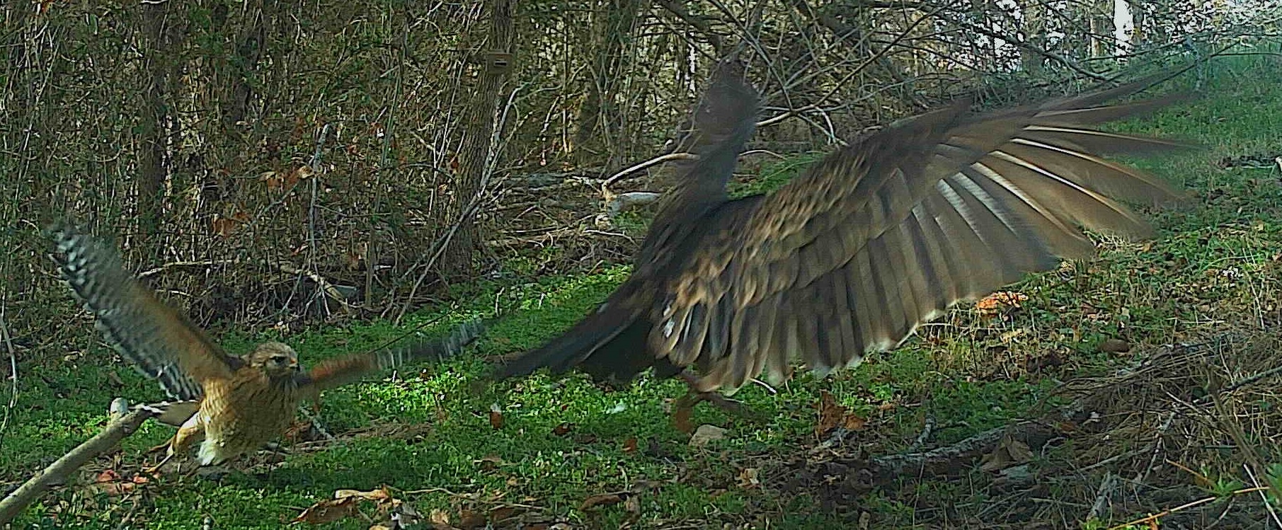 red shoulder hawk.jpg