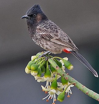Red-vented_Bulbul.1635635482.jpg
