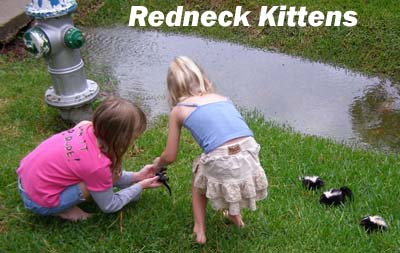 RedneckKittens1.1627235447.jpg