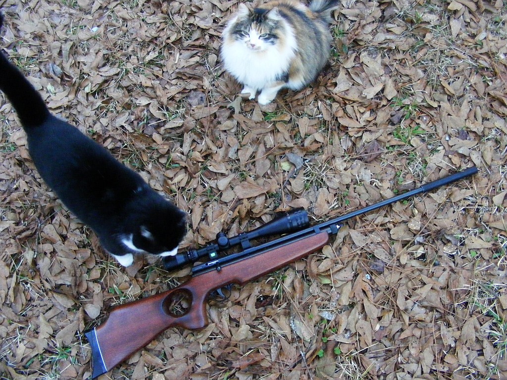 rifle with kitties sm.jpg