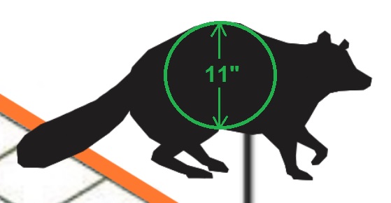RMAC-racoon.1629400604.jpg