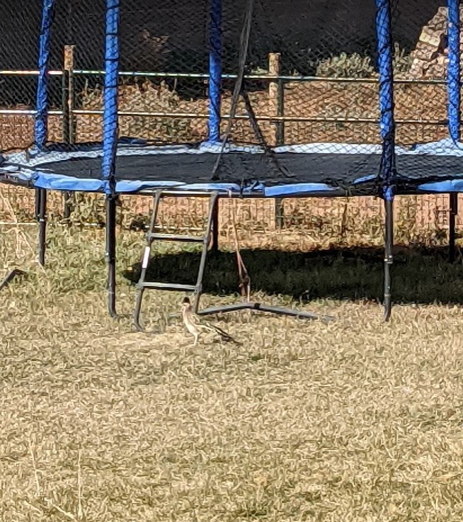 roadrunner visitor.1606026674.jpg