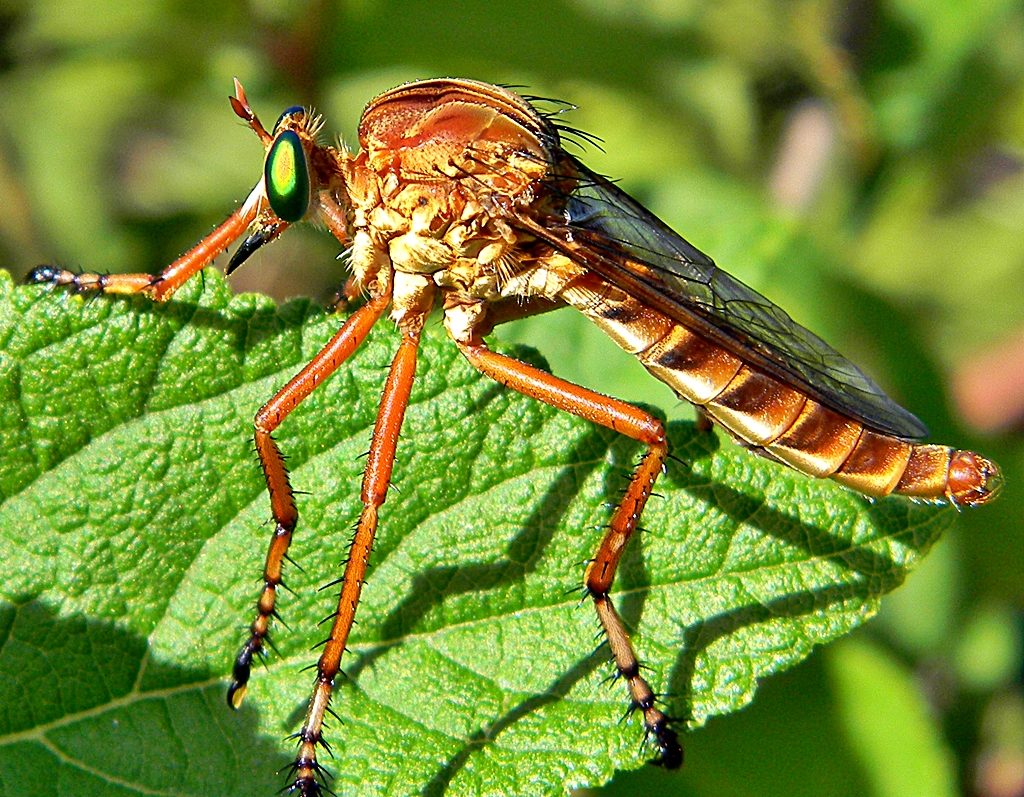 robber-fly-1024x797.1627759576.jpg