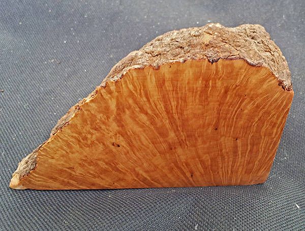 root2.jpg