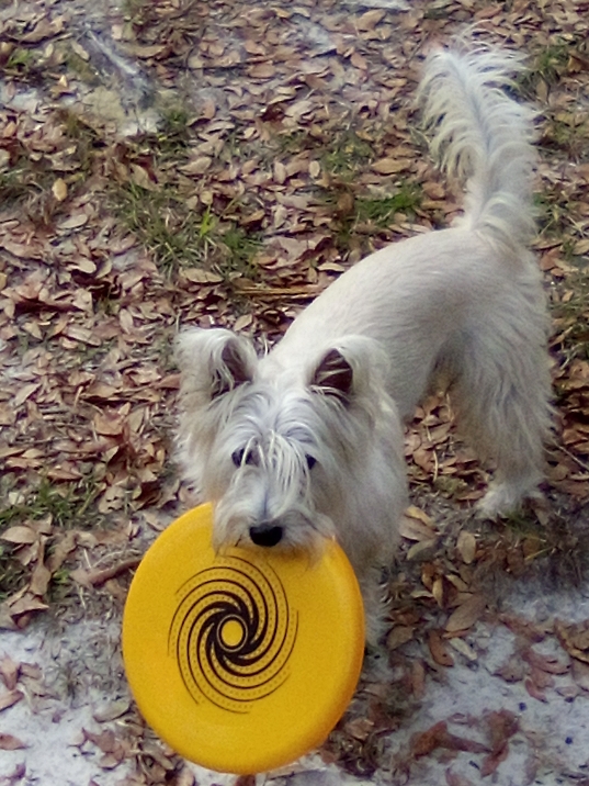 ruff frisbee .jpg
