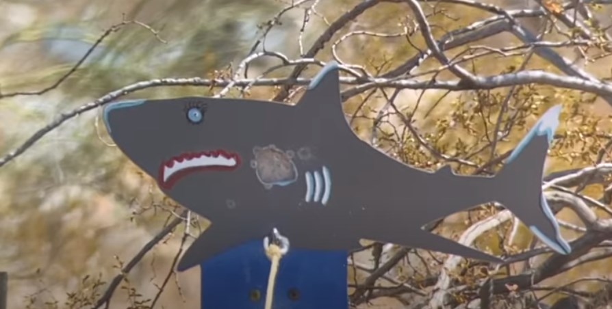 shark.1606710778.jpg