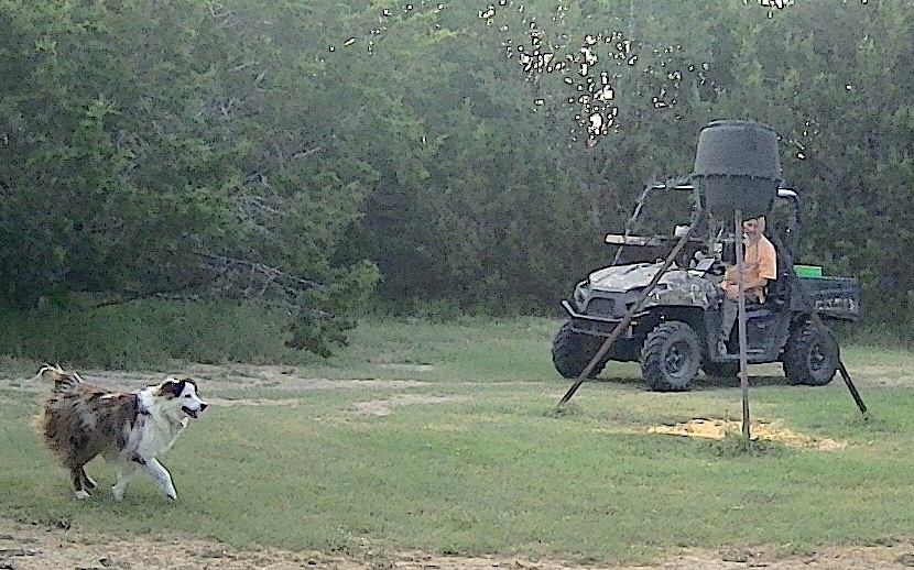 Show dog working.jpg
