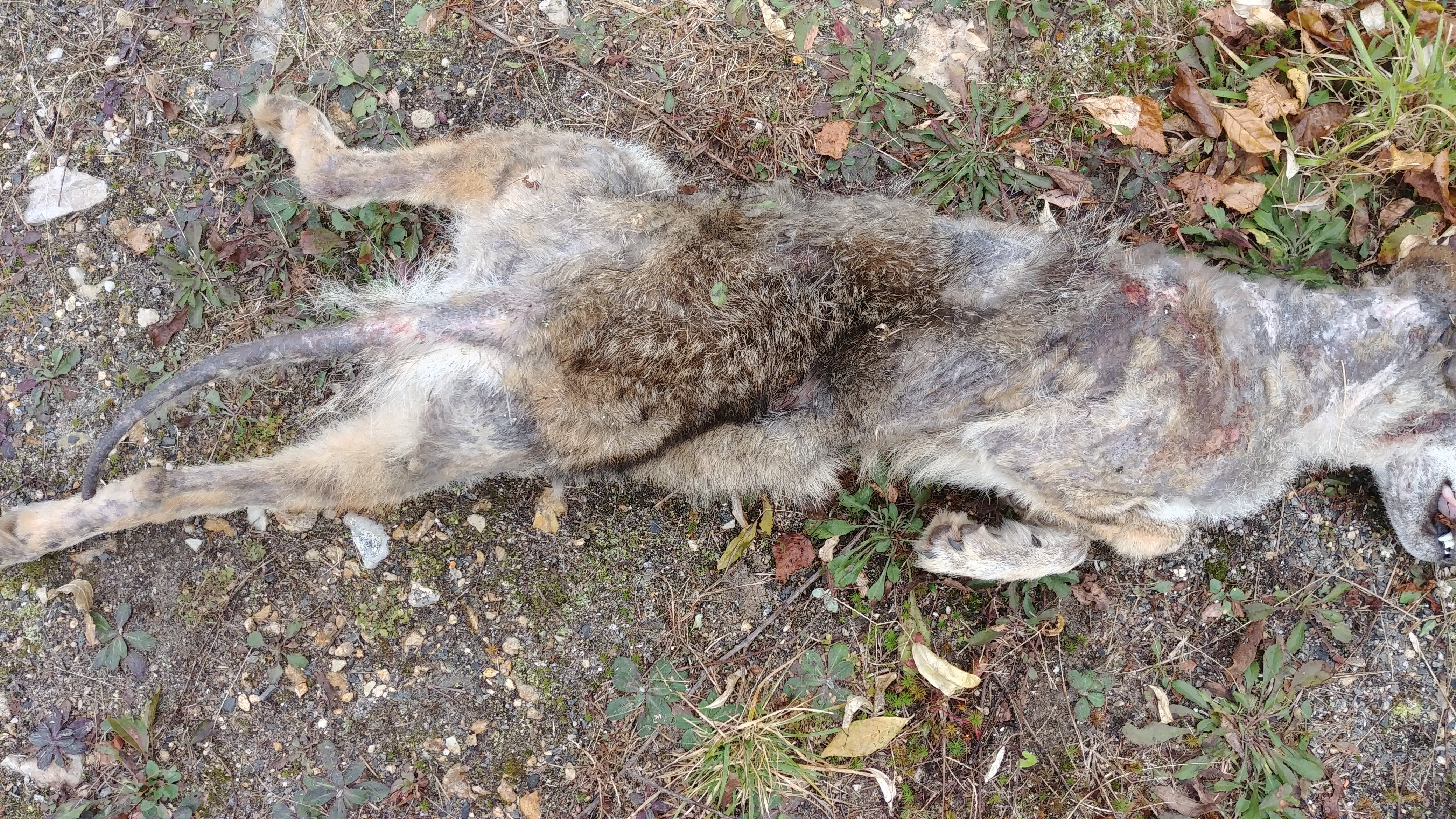sickcoyote.jpg