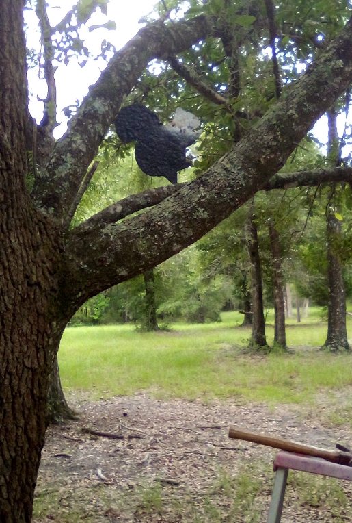 sitting squirrel in tree target.jpg
