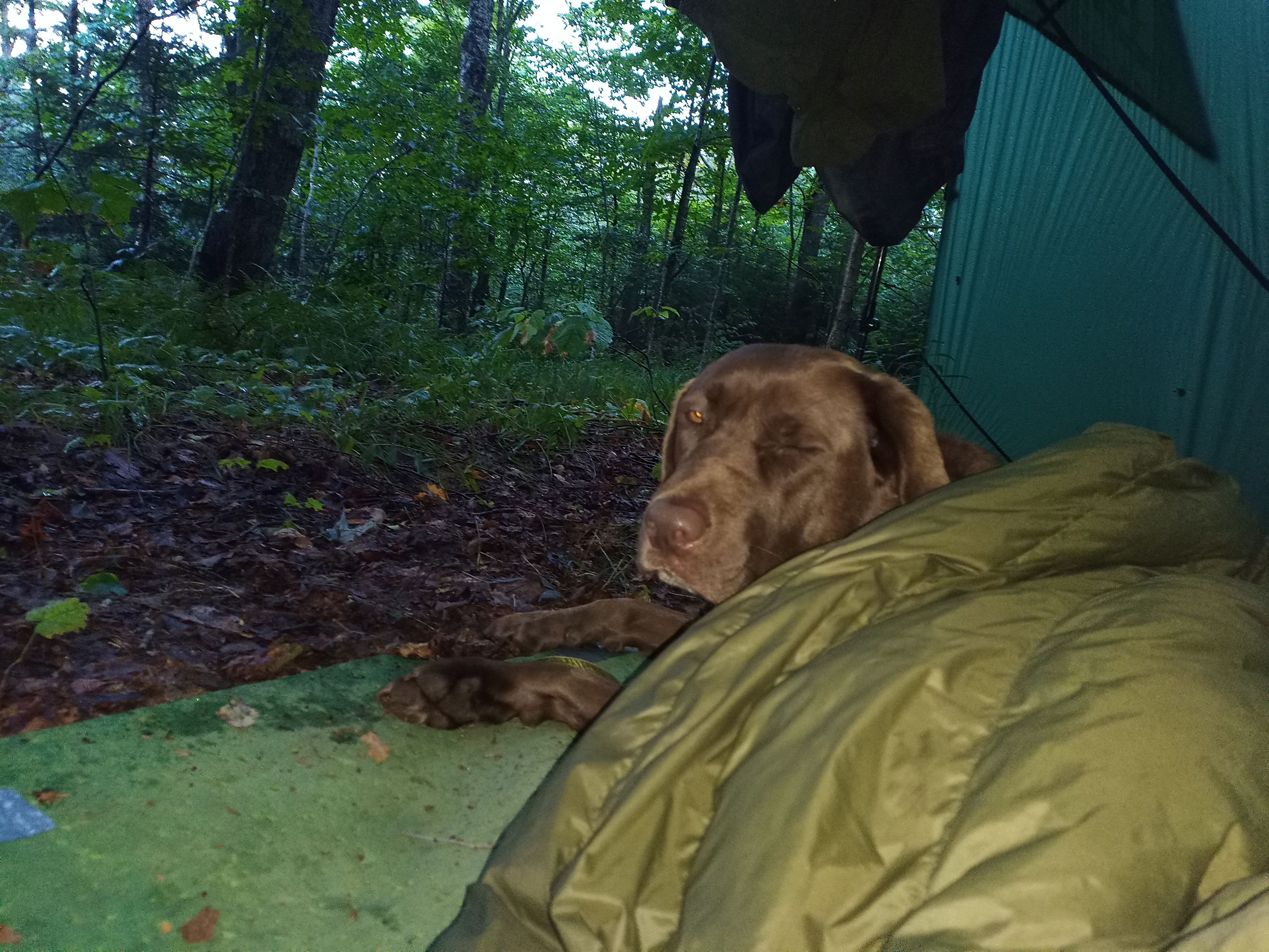 sleepy Rae.jpg