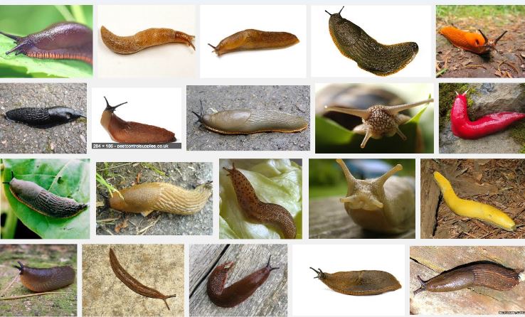 slugs.JPG