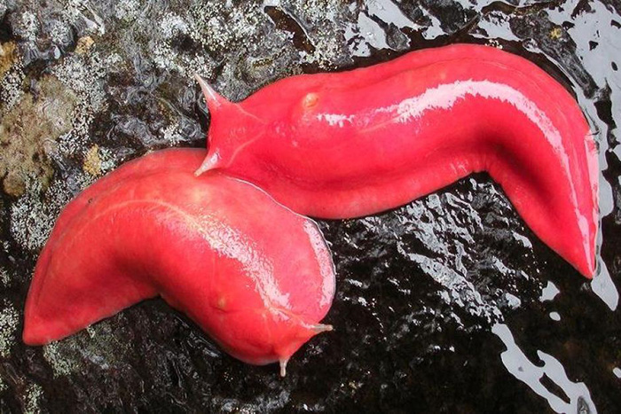 Slugs. Ugggh. 01.jpg