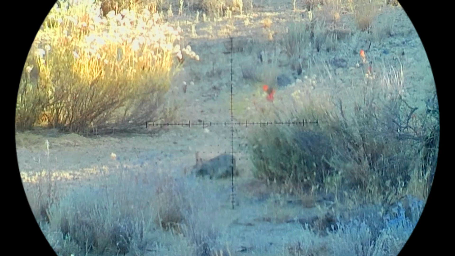Snapshot_233.png