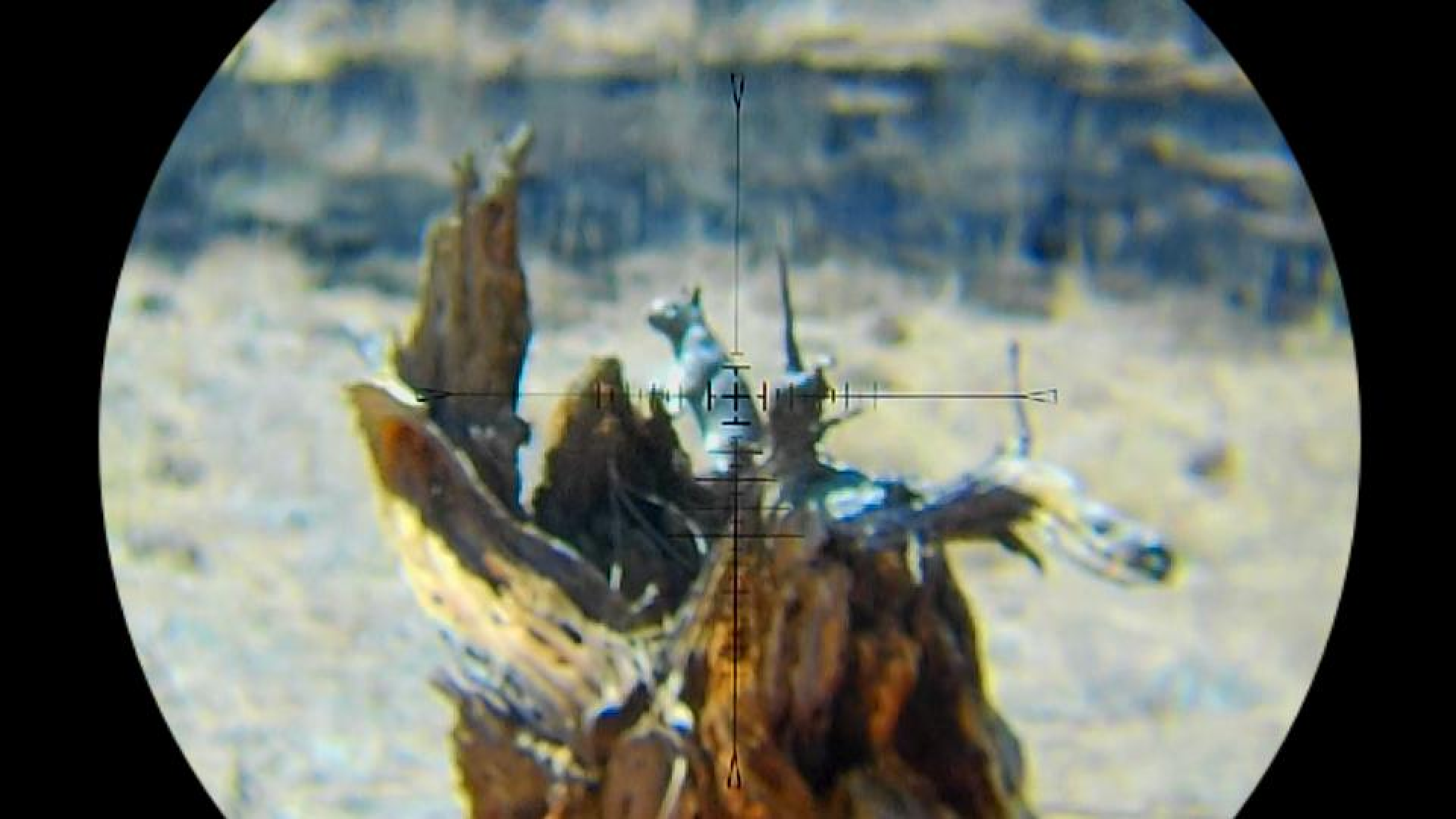 Snapshot_246.png