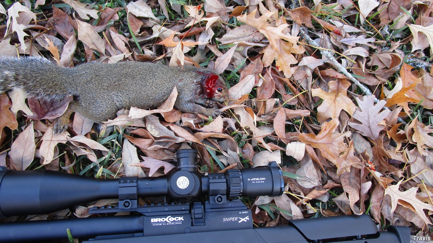 Sniper-Squirrel.2.jpg