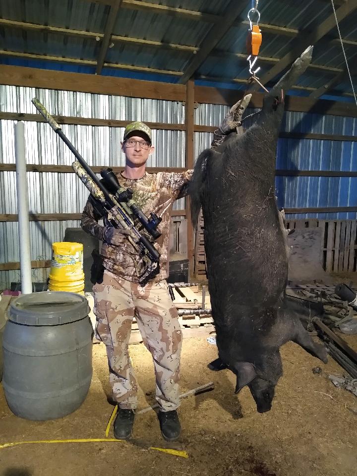 sow 2.1650846232.jpg