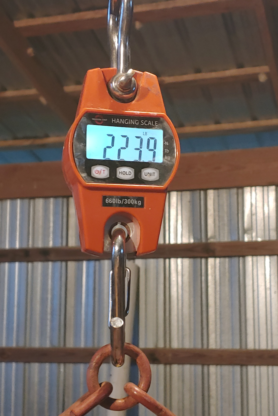 sow 3.1650846232.jpg