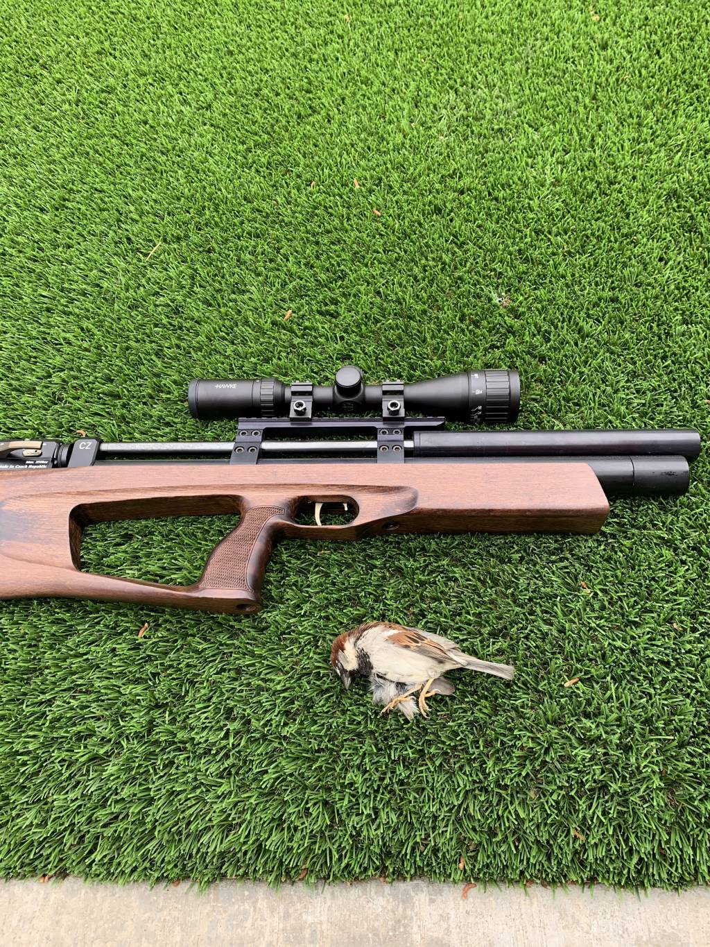 sparrow.1621007615.jpg