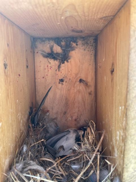 sparrow1.1649022936.jpg
