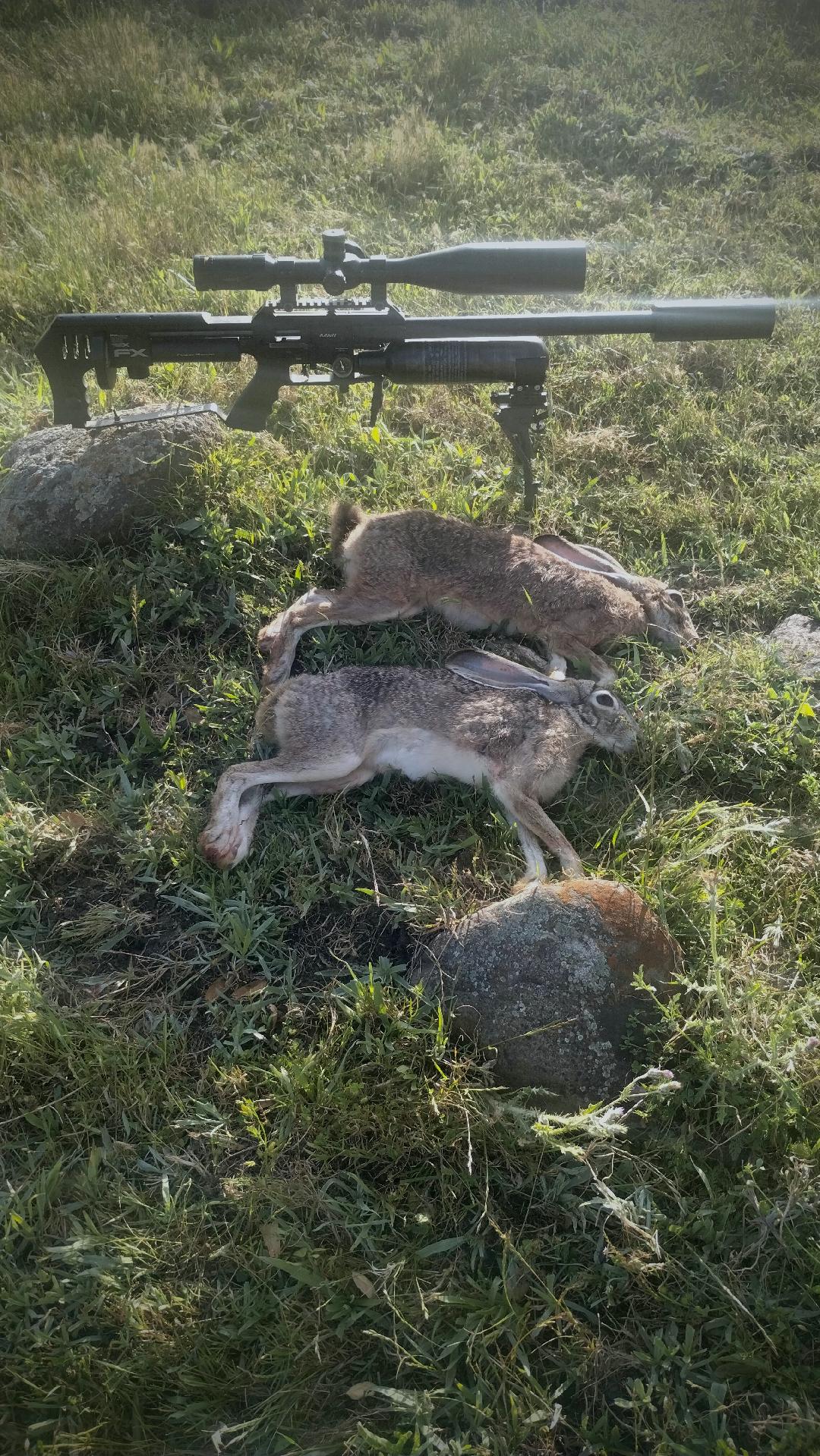 splitting hares.jpg
