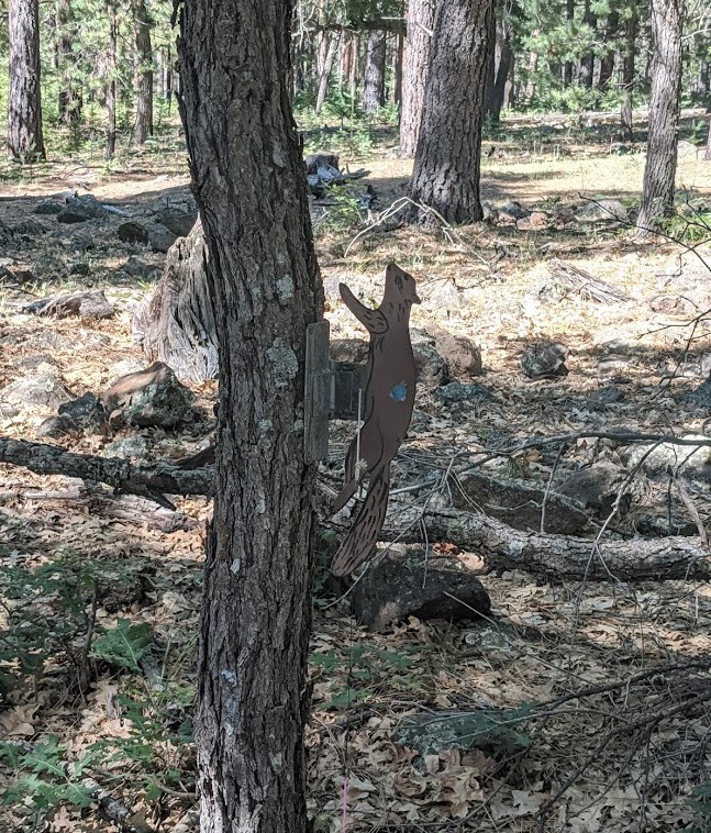squirrel.1619063804.jpg