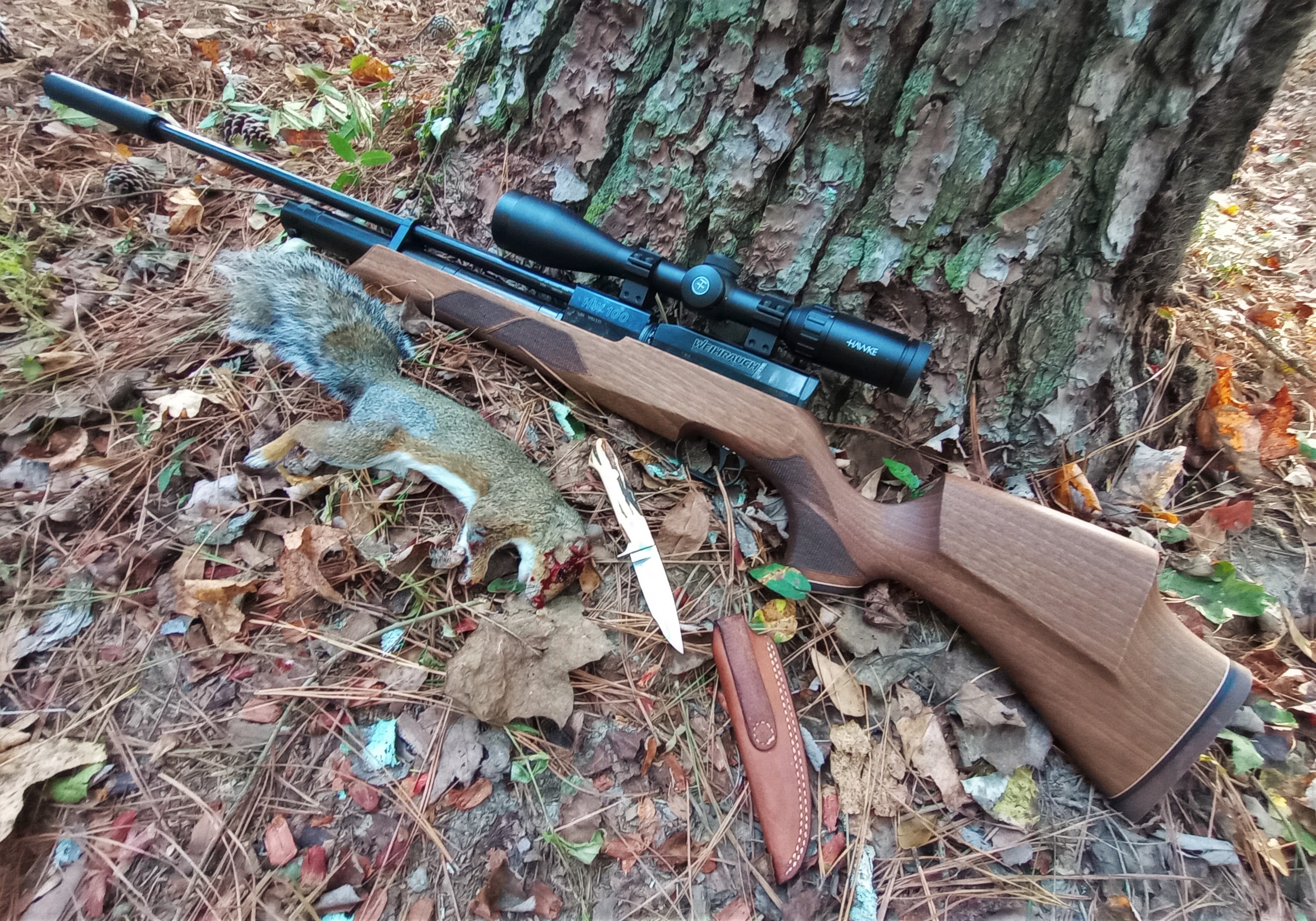 Squirrel 1A.jpg